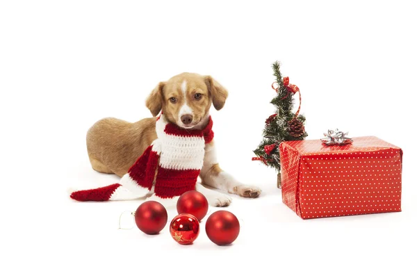 Dog with christmas ornaments — Stock Photo, Image