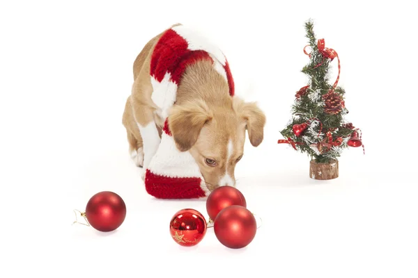 Perro con adornos navideños — Foto de Stock