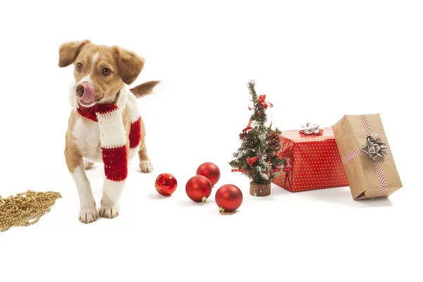 Собака с рождественскими украшениями — стоковое фото
