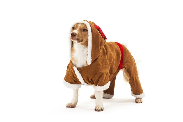 Portret van gemengde gefokte hond — Stockfoto