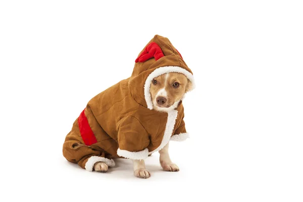 Ritratto di cane in costume da renna — Foto Stock