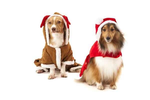 Twee honden in santa jurk — Stockfoto