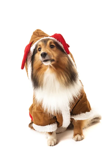 Portret van hond in rendieren kostuum — Stockfoto