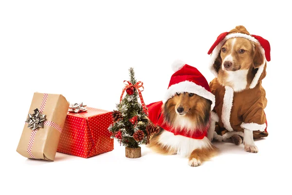 Two dogs with christmas gift — Stock Photo, Image