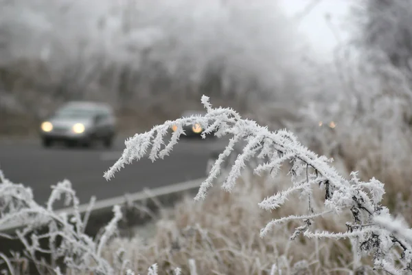 Bevroren planten door de snelweg Stockfoto