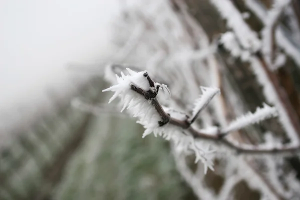 Виноград на замороженном винограднике Стоковое Фото