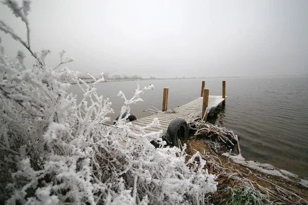 Piante congelate in riva al lago Foto Stock