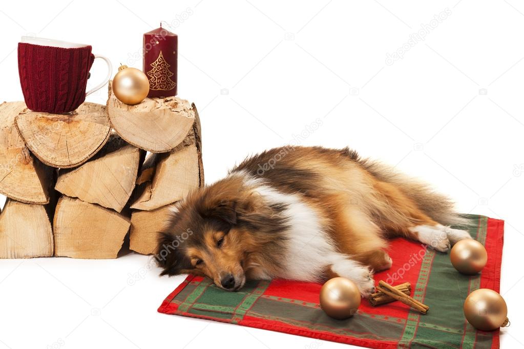 Dog sleeping with christmas ornaments