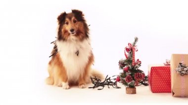 Köpek bir hediye arıyorsunuz