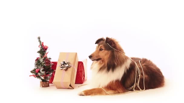 Собака ищет подарки — стоковое видео