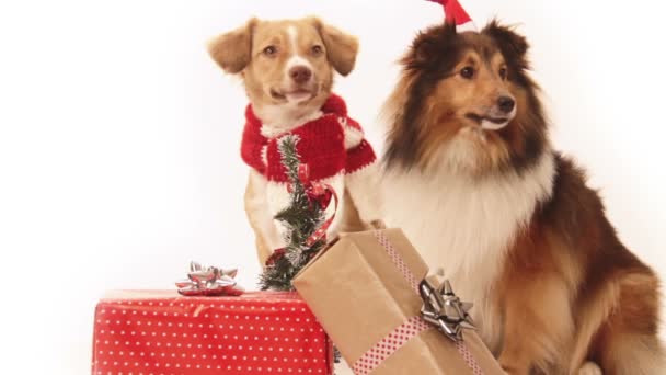 Zwei Hunde auf Geschenkesuche — Stockvideo