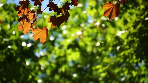 Кленовые листья на фоне ветра — стоковое видео