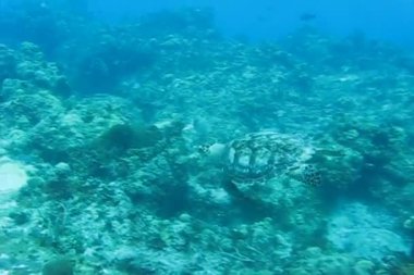 caribbean sea turtle