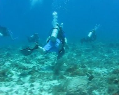 Dalgıçlar Karayip Denizi