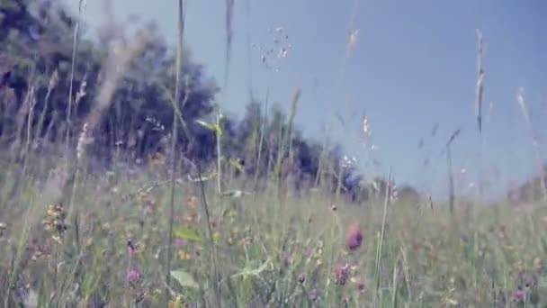 Walking on summer grass field — Stock Video