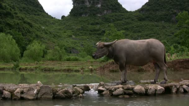 Корови в долині Yangshuo в Китаї — стокове відео