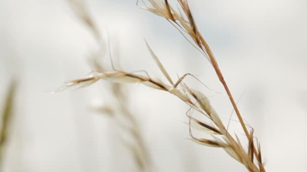 Walking on summer grass field — Stock Video