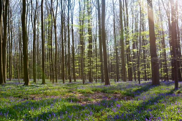 Prachtig bos met blauwe wilde hyacinten — Stockfoto