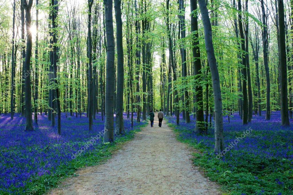 在阳光明媚的日子里，人们在美丽的春天森林里行走，铺有蓝铃或野生葫芦的地毯，比利时，哈勒.
