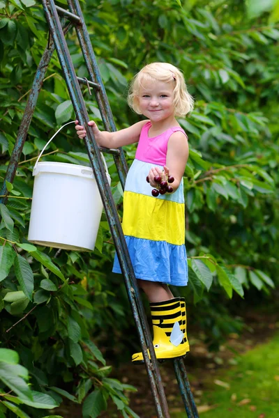 Bambino raccolta ciliegie dolci — Foto Stock