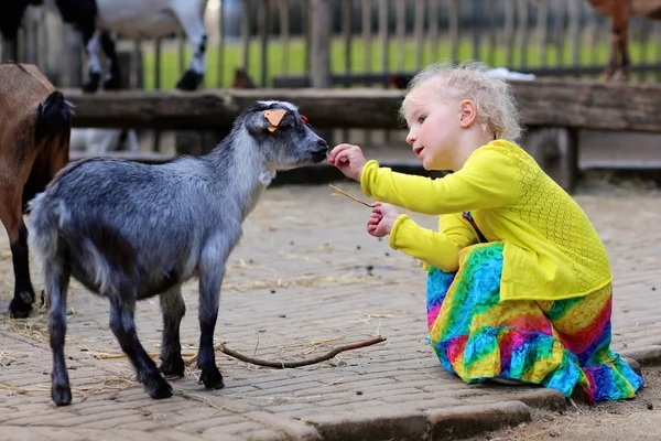 幼儿女孩抚摸小山羊 — 图库照片