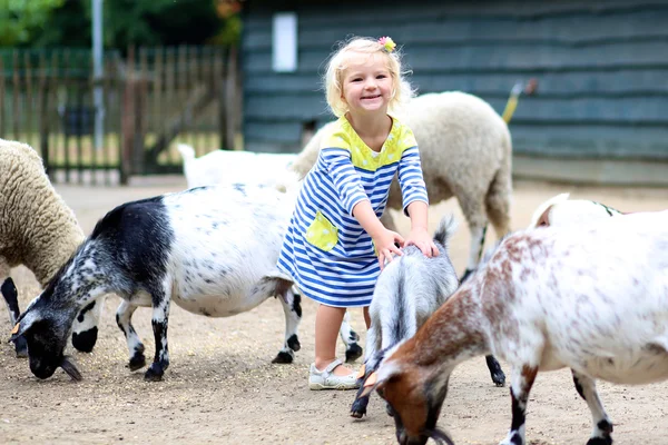 Toddler girl petting little goats — Stock Photo, Image