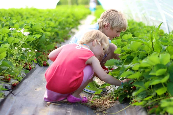 Bambini che raccolgono fragole — Foto Stock