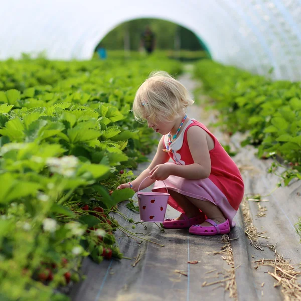 Bambino raccolta fragole — Foto Stock