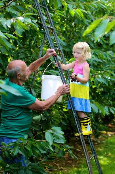 Abuelo y nieta recogiendo cerezas — Foto de Stock