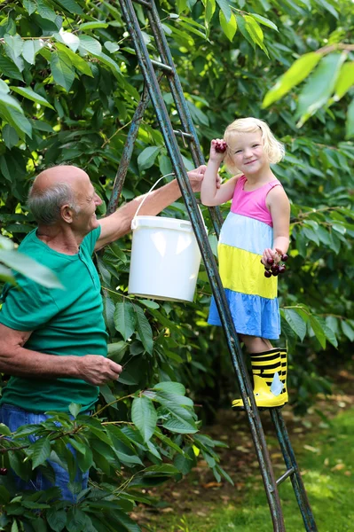 Дедушка и внучка собирают вишни — стоковое фото