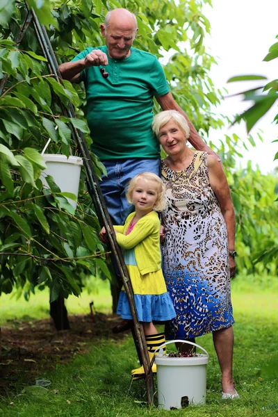 Grandchild with grandparents harvesting cherries — Stock Photo, Image