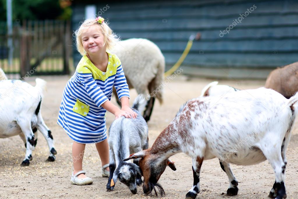 Toddler girl petting little goats 