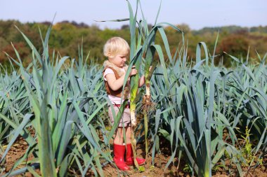 Adorable little girl harvesting leek in the field clipart