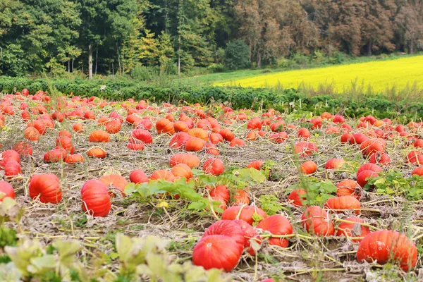 Halloween pumpkin patch — Stock fotografie