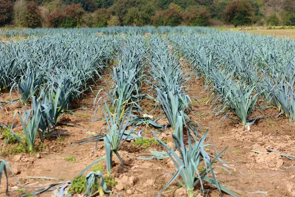 Bio-Lauch-Feld in Belgien — Stockfoto