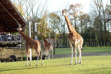 Hayvanat bahçesindeki zürafalar