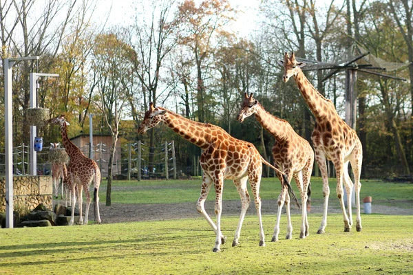 Jirafas en el zoológico —  Fotos de Stock