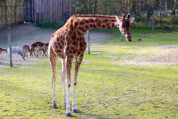 Girafas no zoológico — Fotografia de Stock