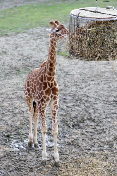 Giraffen in de dierentuin — Stockfoto