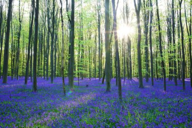 güzel bluebells orman