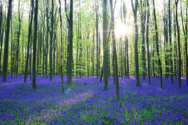 Beautiful bluebells forest clipart