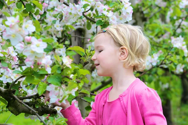 Toddler girl smelling blossoming fruit tree — Stock Photo, Image