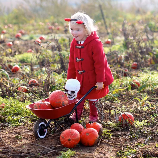 Little girl collecting pumpkins for Halloween in the field — Stock Photo, Image