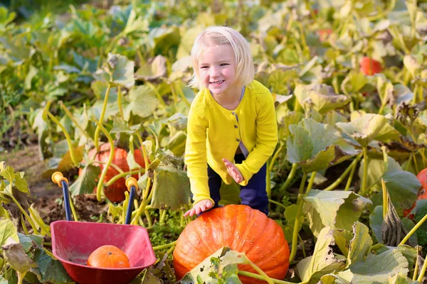 Little girl collecting pumpkins for Halloween in the field — Stock Photo, Image