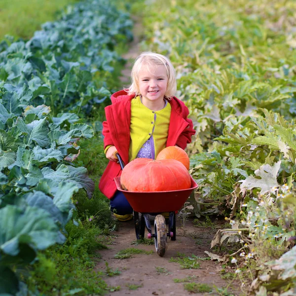 Liten flicka samla pumpor till Halloween i fältet — Stockfoto