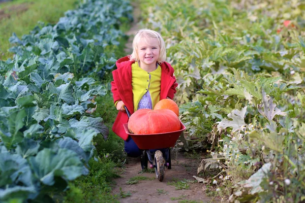 Liten flicka samla pumpor till Halloween i fältet — Stockfoto