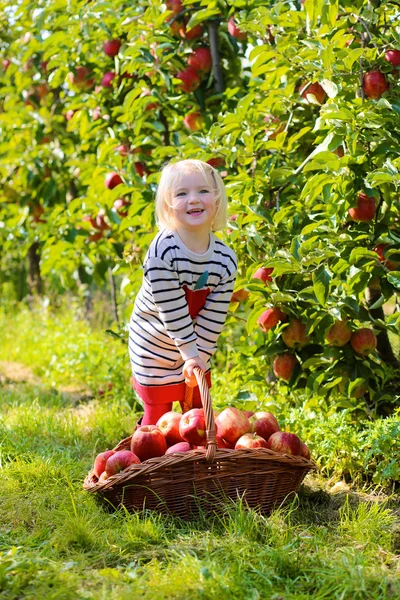 Happy child harvesting apples — Stock Photo, Image