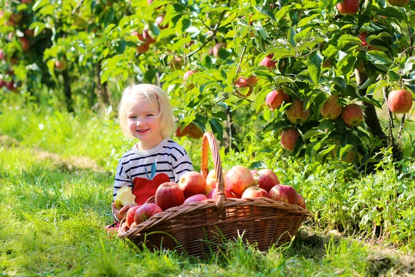 Feliz niño cosechando manzanas —  Fotos de Stock