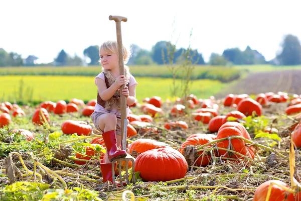 Liten flicka samla pumpor till Halloween i fältet — Stockfoto