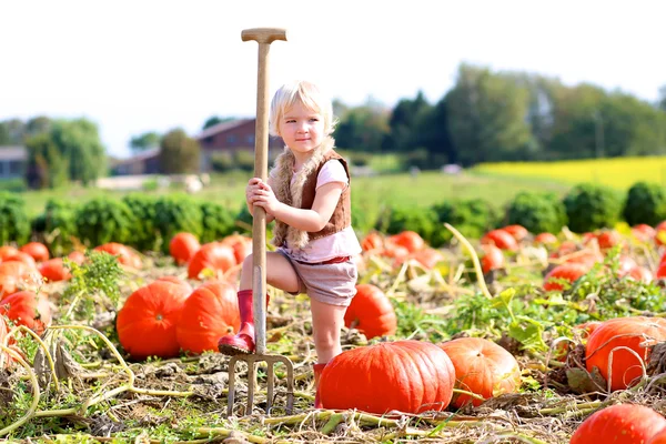 Liten flicka samla pumpor till Halloween i fältet — Stockfoto